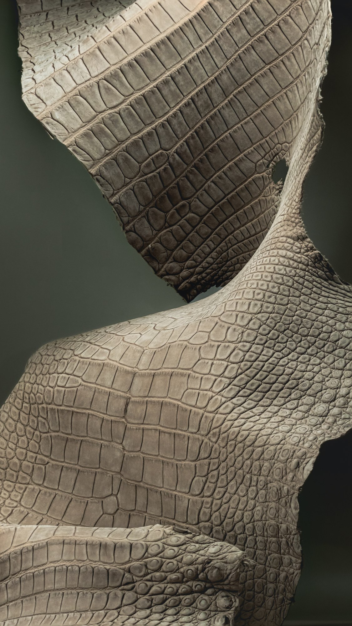 Alligator nubuck — détail de la peau